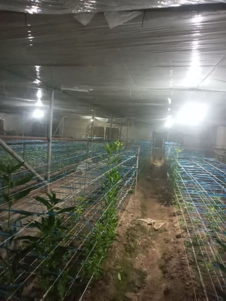 Выдается в аренду теплица в аргине <br />
За 300$<br />
Теле — фото 5