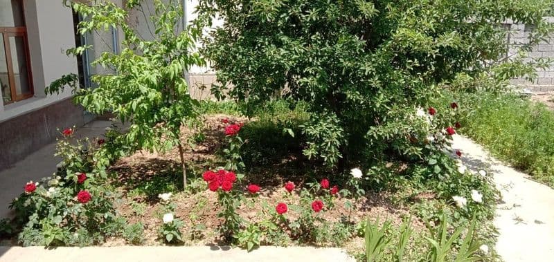 #Эшонгузар <br />
Участка<br />
Нурхаёт тойхона<br />
5 сото