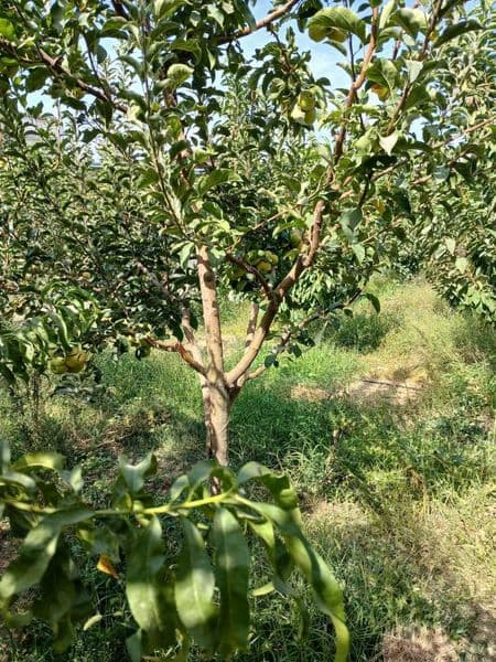 Расположение: <br />
Юнусабадский район, рядом с метро Шахри — фото 5