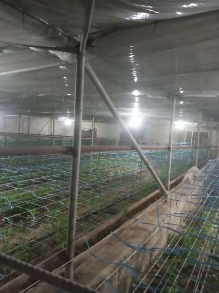 Выдается в аренду теплица в аргине <br />
За 300$<br />
Теле — фото 4