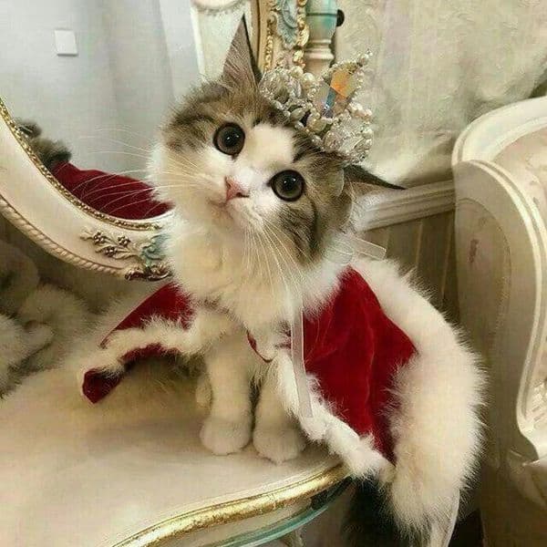 Uy qizlarga beriladi Maksim Gorkiy metro 2 astanovka