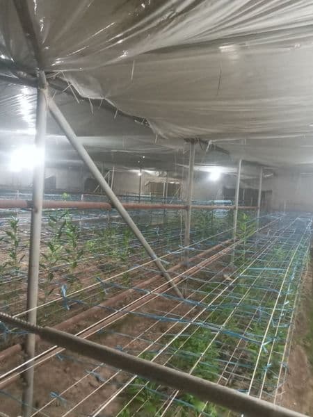 Выдается в аренду теплица в аргине <br />
За 300$<br />
Теле — фото 2